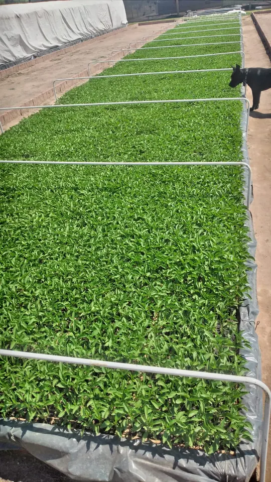 Plantines de ají coreano creciendo en Salta