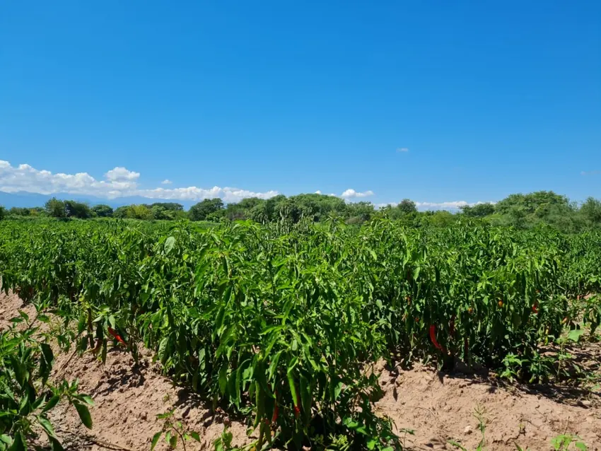 Ajíes coreanos rojos en la planta listos para cosechar
