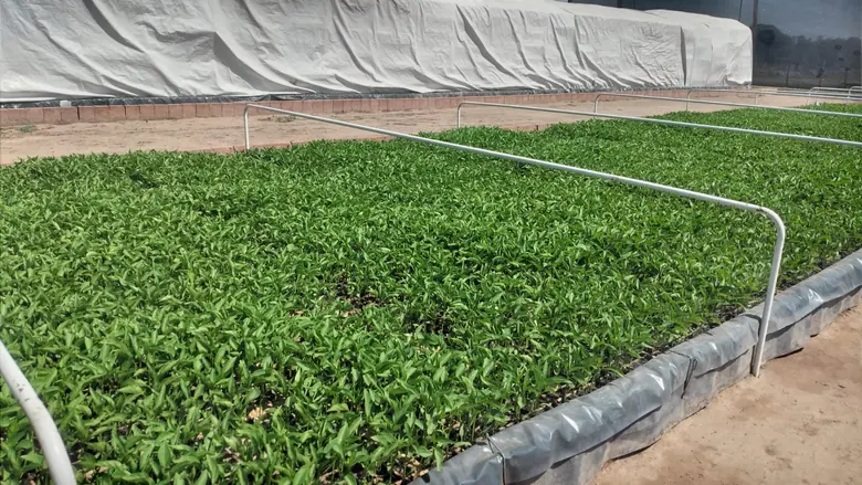 Almácigos de ají coreano en Salta
