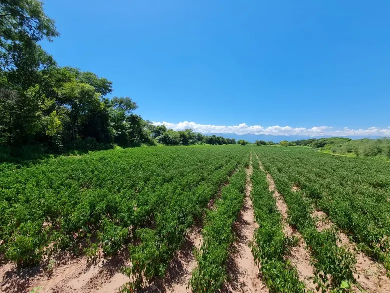 Vista panorámica de los surcos de ají coreano en Salta con montañas al fondo