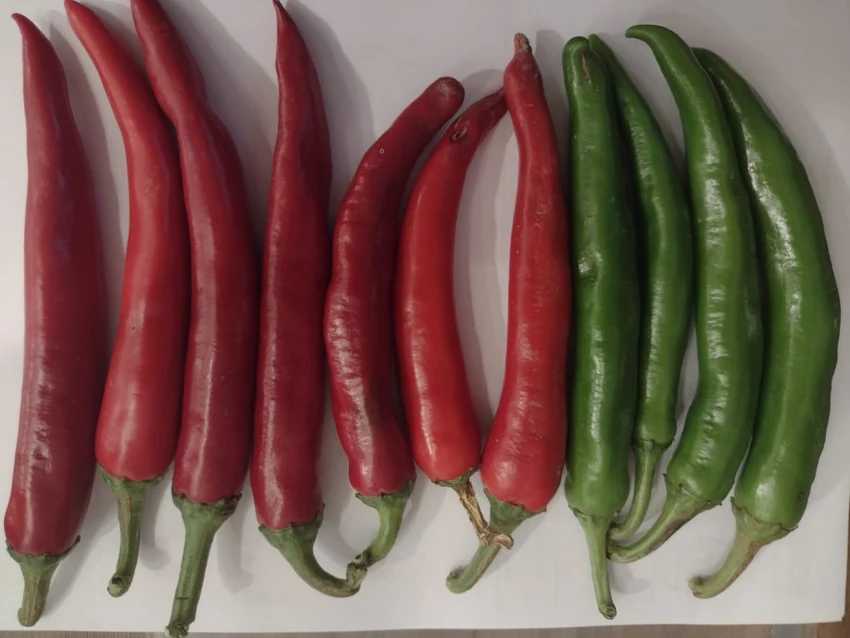 Pimientos coreanos rojos y verdes recién cosechados en Salta