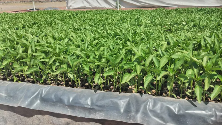 Plantines de ají en crecimiento