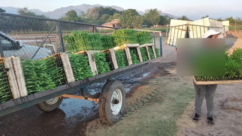 Trabajadora salteña con plantines de ají coreano y montañas de Salta al fondo